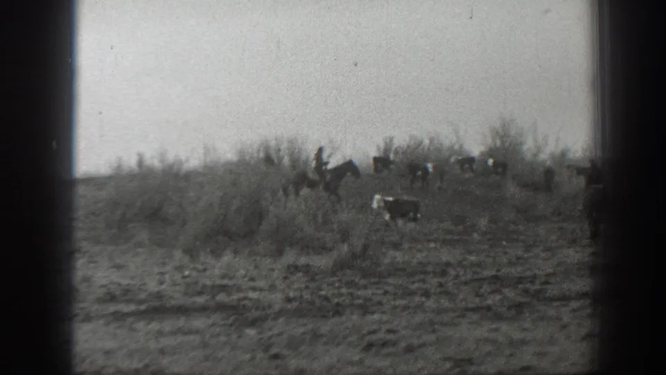1939 Montana ranching footage frame with cowboys on horseback and mixed livestock near a scrubby rise.
