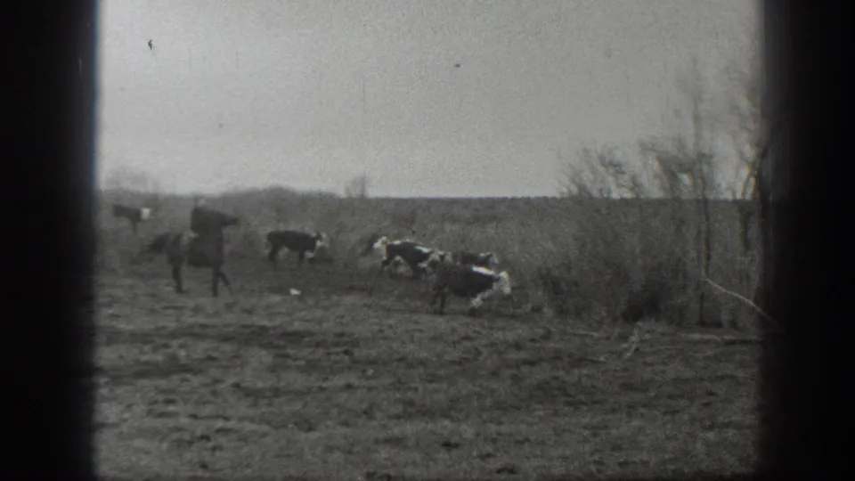 A cowboy on horseback rides near several cattle on open Montana rangeland, with bare brush and trees at the edge of frame.