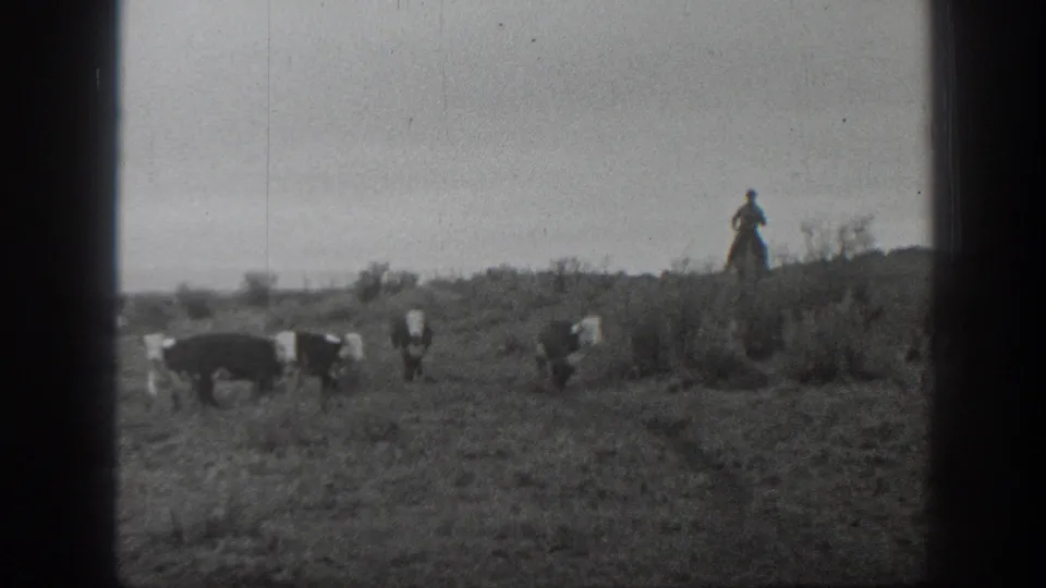 1939 Montana 8mm frame showing cattle in the foreground and a horseback rider above them on brushy prairie ground.