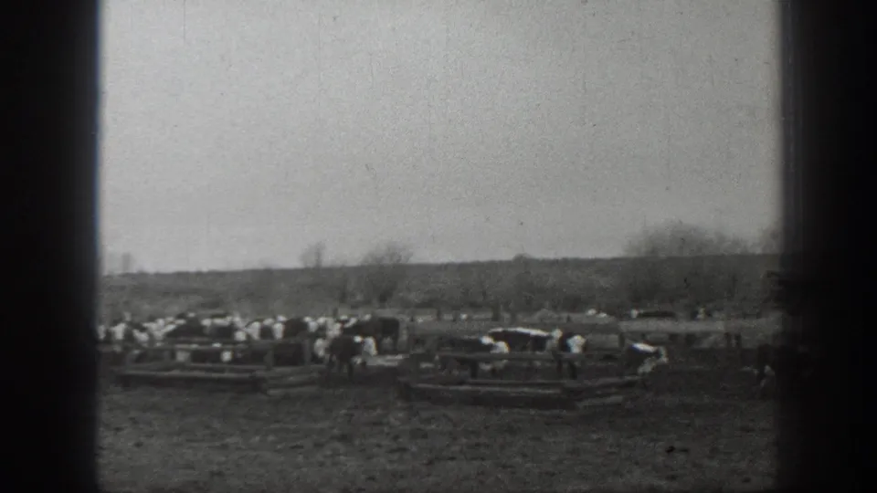 Black-and-white 1939 Montana farm footage showing cattle clustered near wooden feeding troughs under an overcast sky.