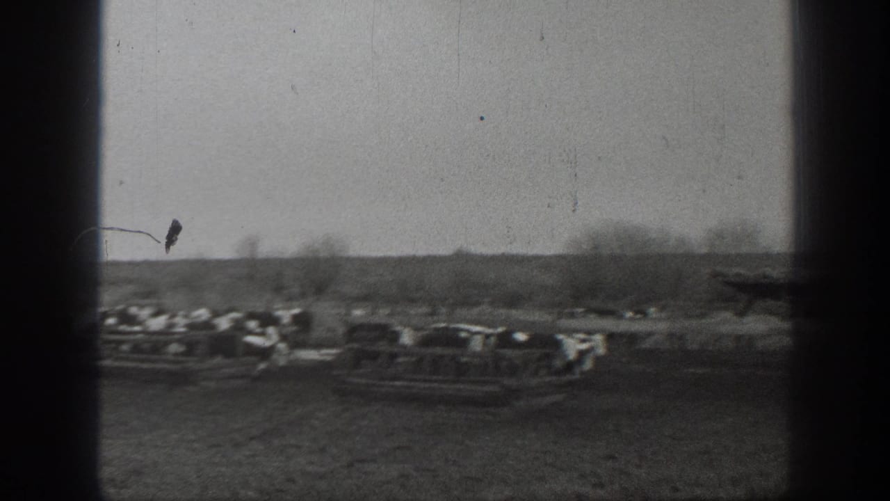 Cattle in a Montana farmyard remain grouped near wooden troughs, with bare trees and open land visible beyond them.