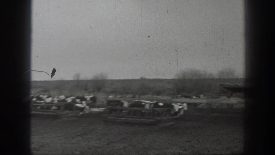 Cattle in a Montana farmyard remain grouped near wooden troughs, with bare trees and open land visible beyond them.