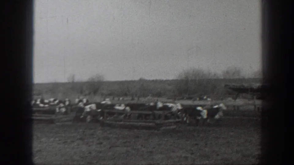 A wide 8mm frame shows cows gathered at low wooden feeding troughs in a rural Montana setting in 1939.
