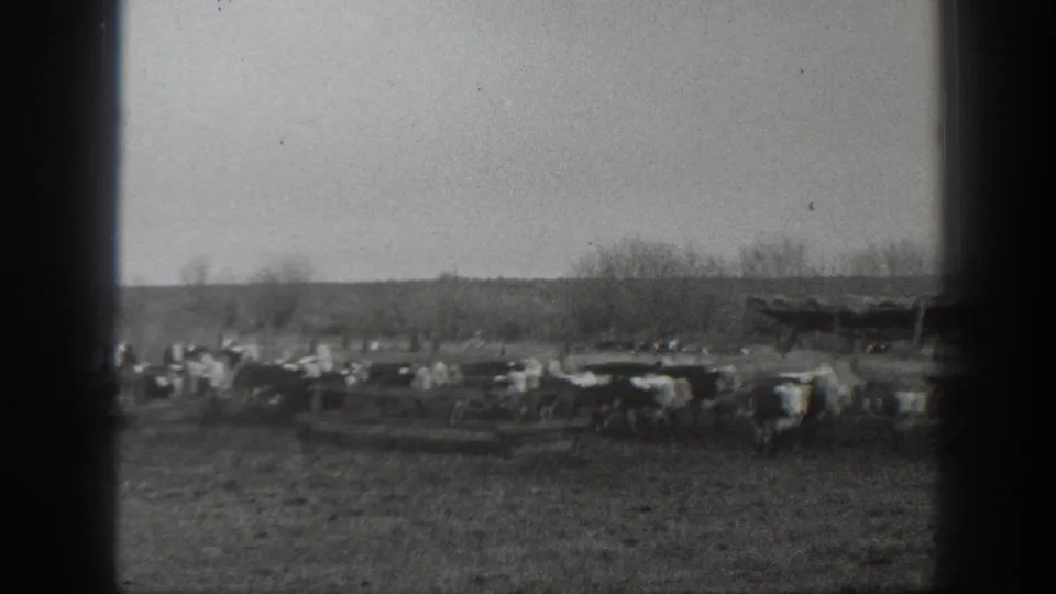 The final frame shows cattle spread along wooden troughs, with open Montana pasture and bare trees in the background.