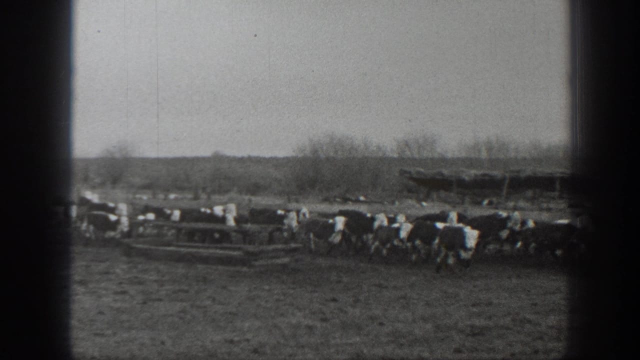 Cattle gathered in an open field with a long wooden structure in the distance.