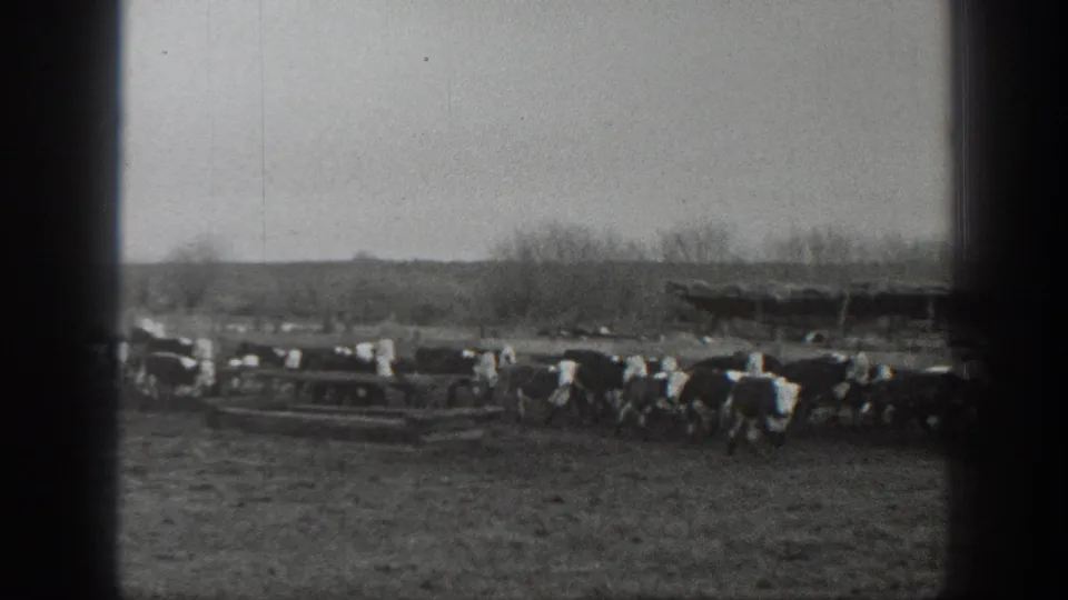 Black-and-white 1939 Montana 8mm frame showing cattle clustered across a wide field near a distant wooden shelter or fence.