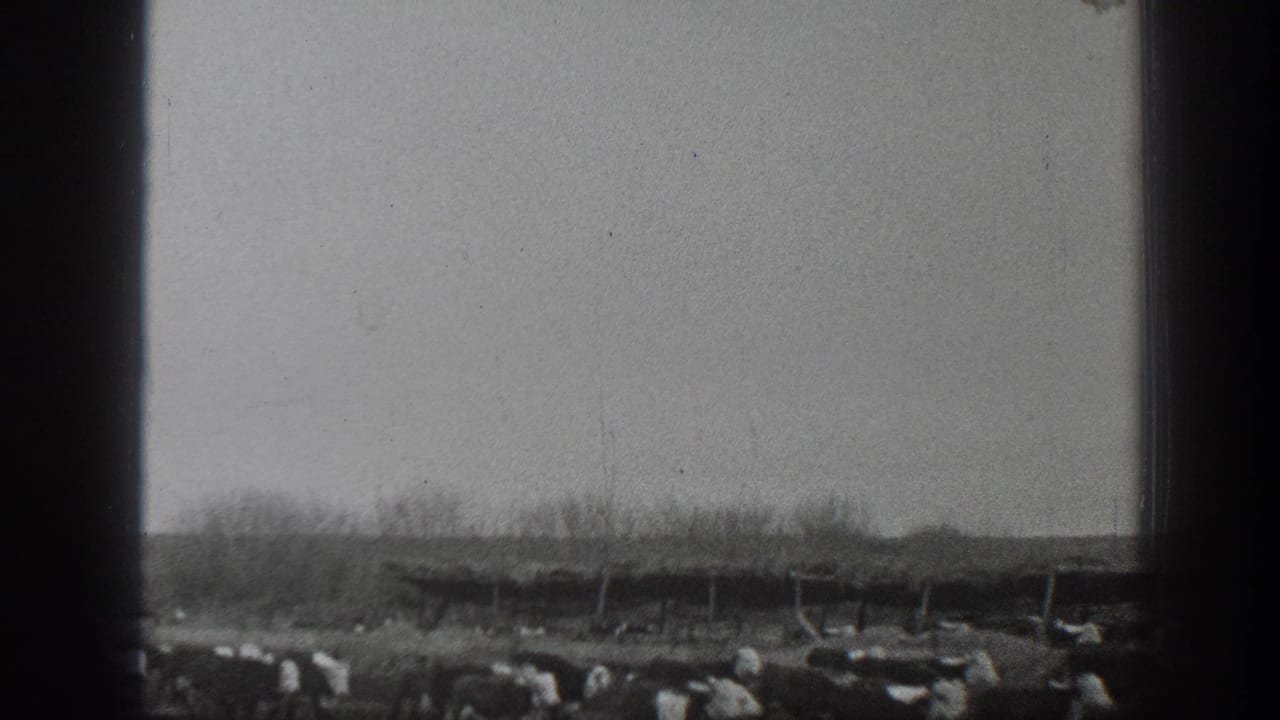 Black-and-white 1939 Montana 8mm frame with cattle crossing a rural field beneath a long wooden shelter or fence line.