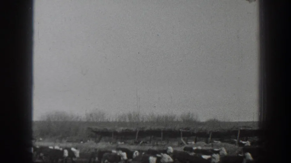 Black-and-white 1939 Montana 8mm frame with cattle crossing a rural field beneath a long wooden shelter or fence line.