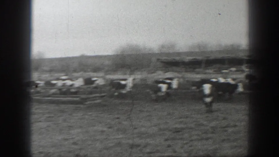 Black-and-white 1939 Montana 8mm frame showing cattle in motion across a wide field, with blur from handheld filming.