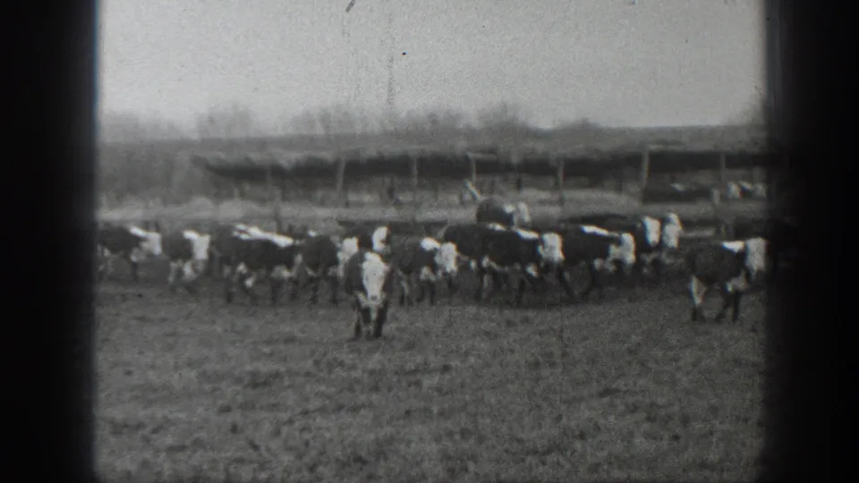 Black-and-white 1939 Montana 8mm frame showing a large cattle herd across the foreground with a wooden shelter behind it.