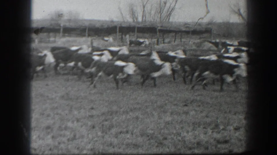 Black-and-white 1939 Montana home-movie frame showing a herd of cattle clustered near a fence with bare trees behind them.