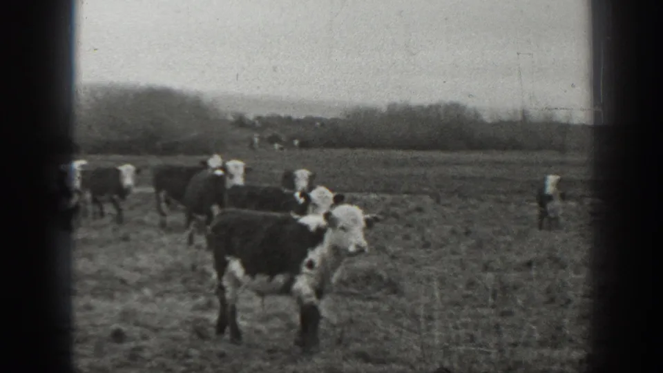 Black-and-white 1939 Montana frame showing cattle in open pasture, with a white-faced animal prominent in the foreground.