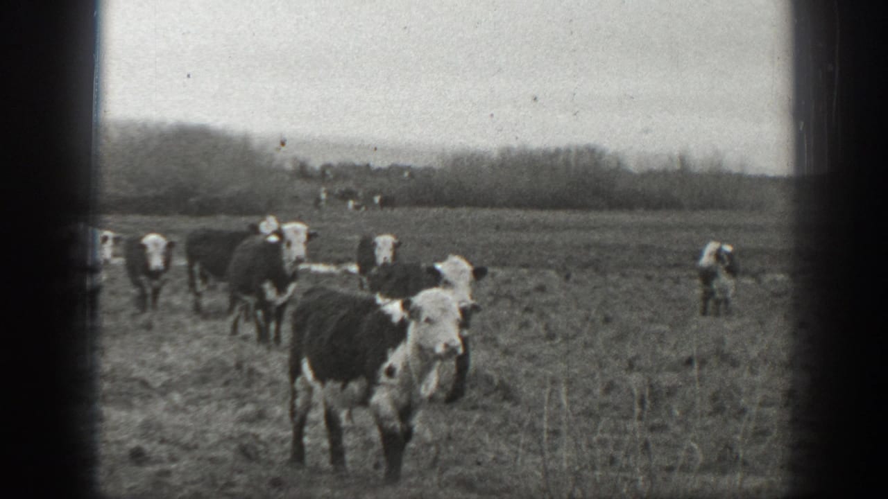 1939 Montana 8mm frame showing black-and-white cattle spread across grassy pasture under an overcast sky.