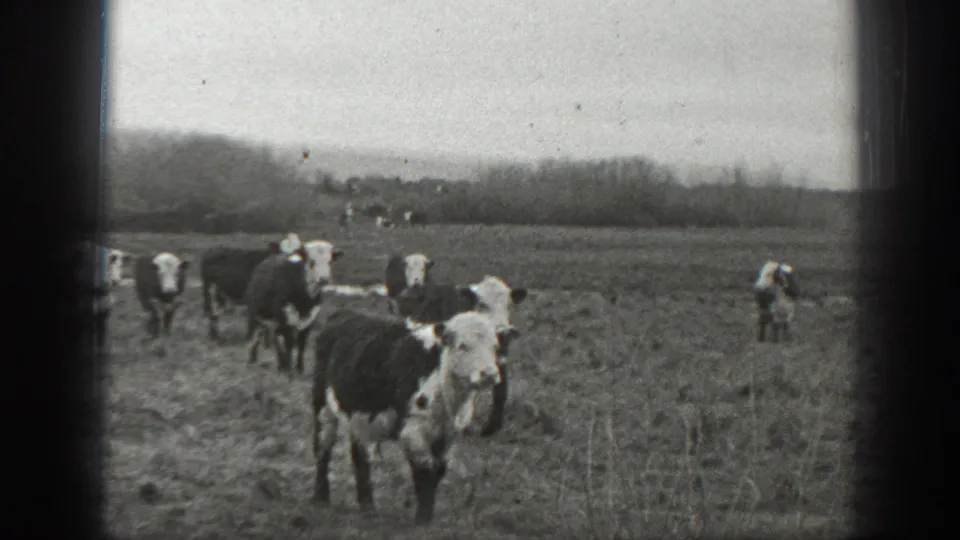 1939 Montana 8mm frame showing black-and-white cattle spread across grassy pasture under an overcast sky.