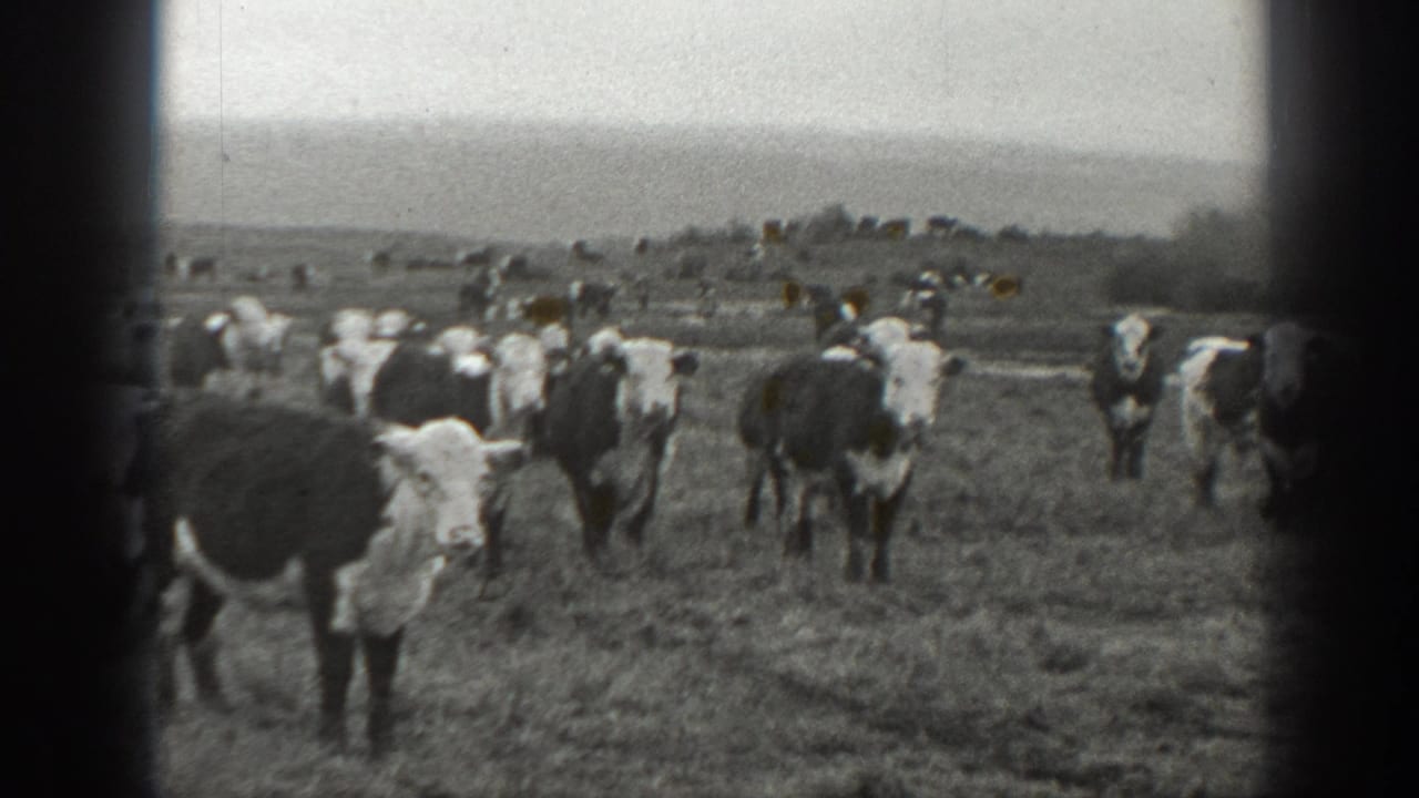 Several cows face the camera in a grassy field with more cattle scattered behind them.
