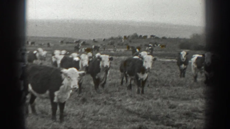 1939 Montana 8mm frame with a cattle herd facing the handheld camera in open pasture and low hills beyond.