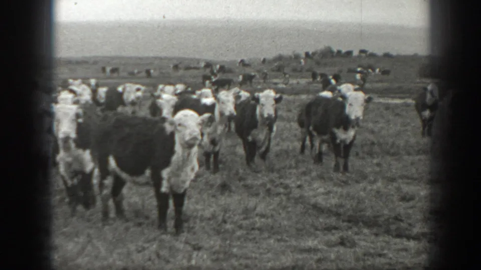 1939 Montana 8mm frame showing one cow near the lens and a broader herd grazing in open rural pasture.