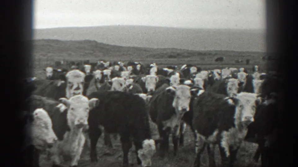 1939 Montana 8mm frame with cattle clustered near the camera and low hills across the rural background.