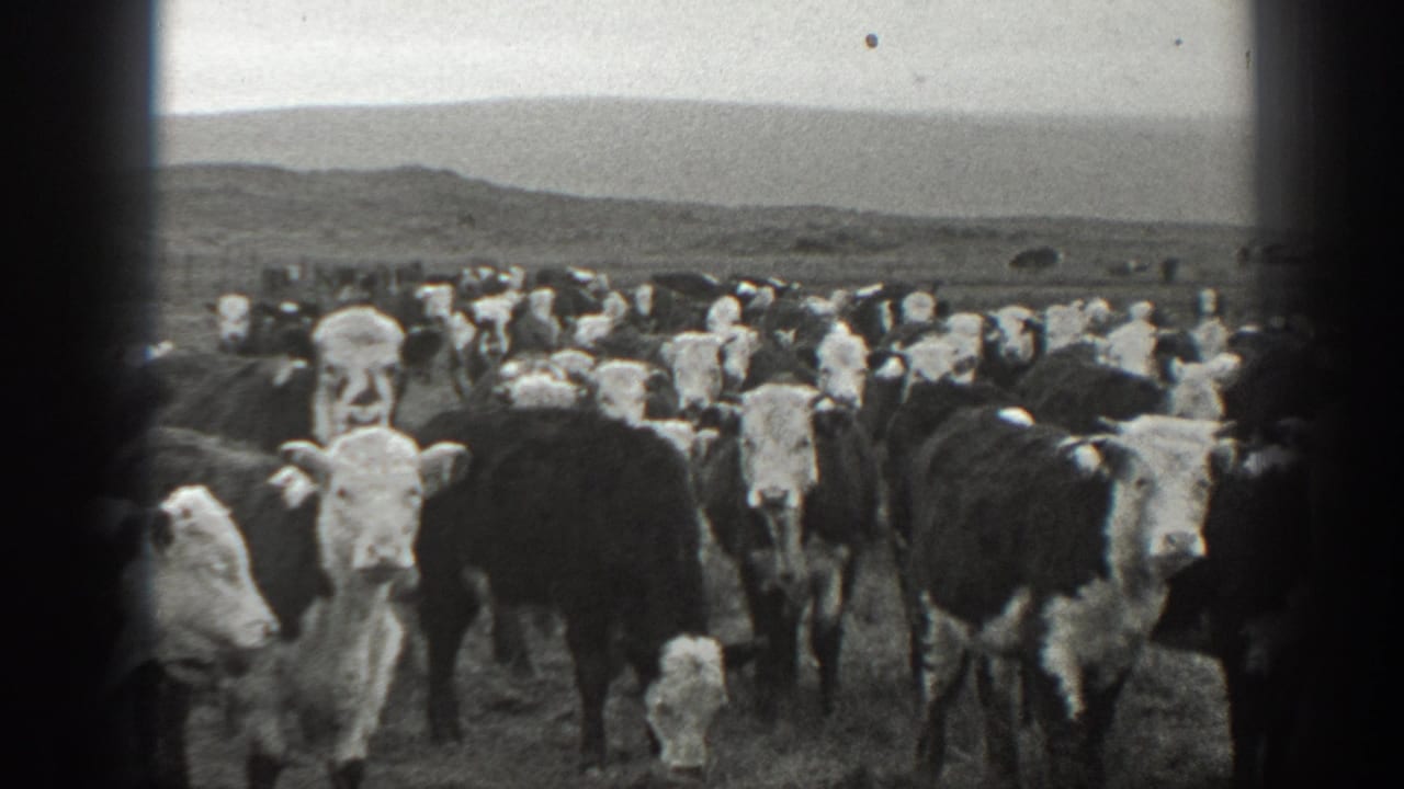1939 Montana 8mm frame showing a dense herd of black-and-white cattle facing the camera in open grassland under an overcast sky.