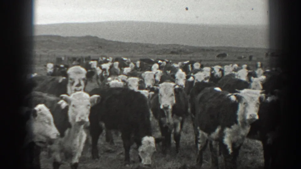 1939 Montana 8mm frame showing a dense herd of black-and-white cattle facing the camera in open grassland under an overcast sky.