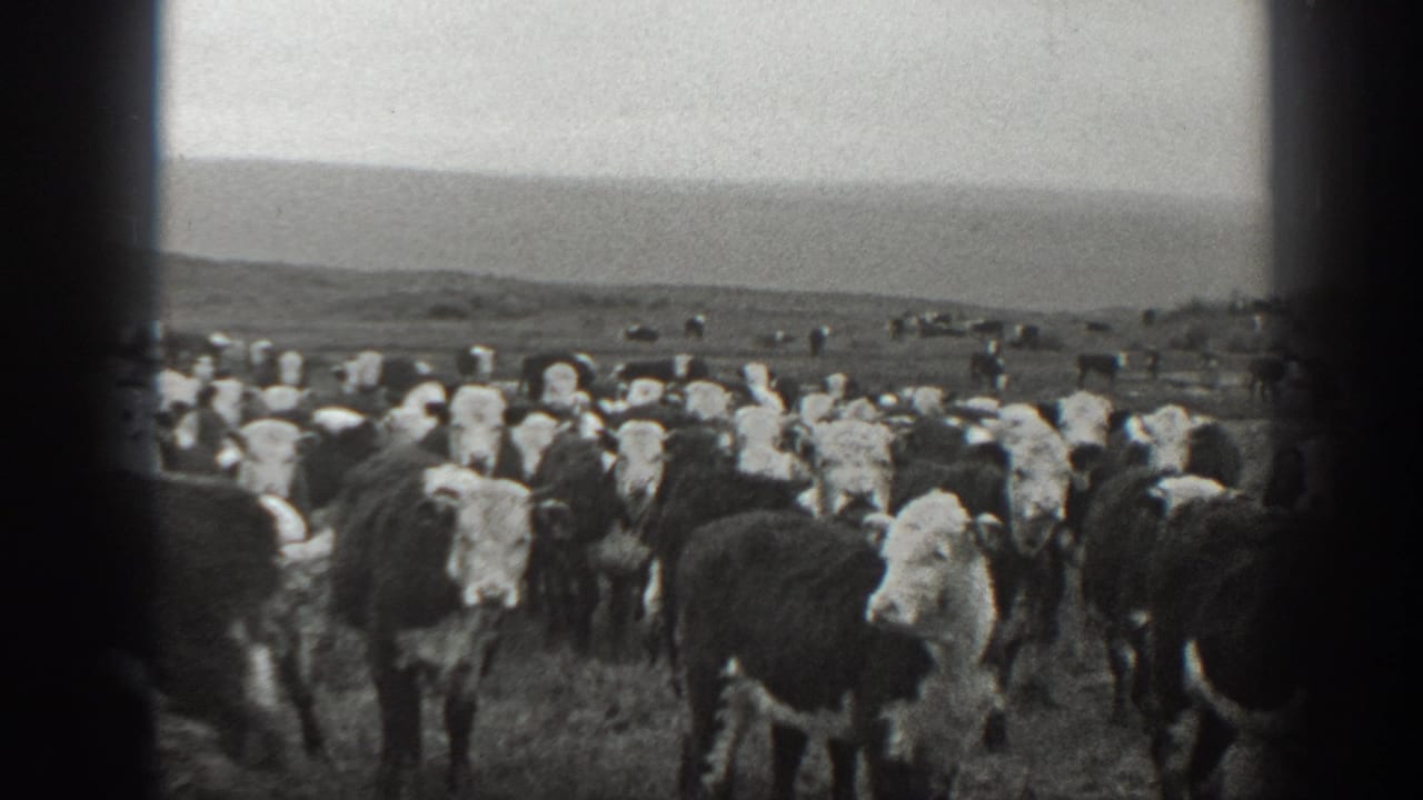 1939 Montana home-movie frame with cattle gathered across open pasture, several looking toward the camera, and low hills beyond.