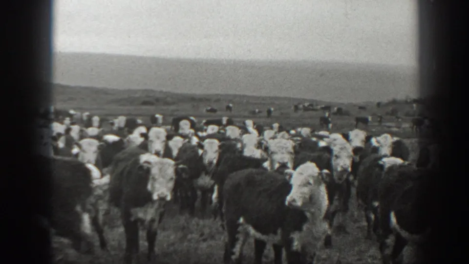 1939 Montana home-movie frame with cattle gathered across open pasture, several looking toward the camera, and low hills beyond.