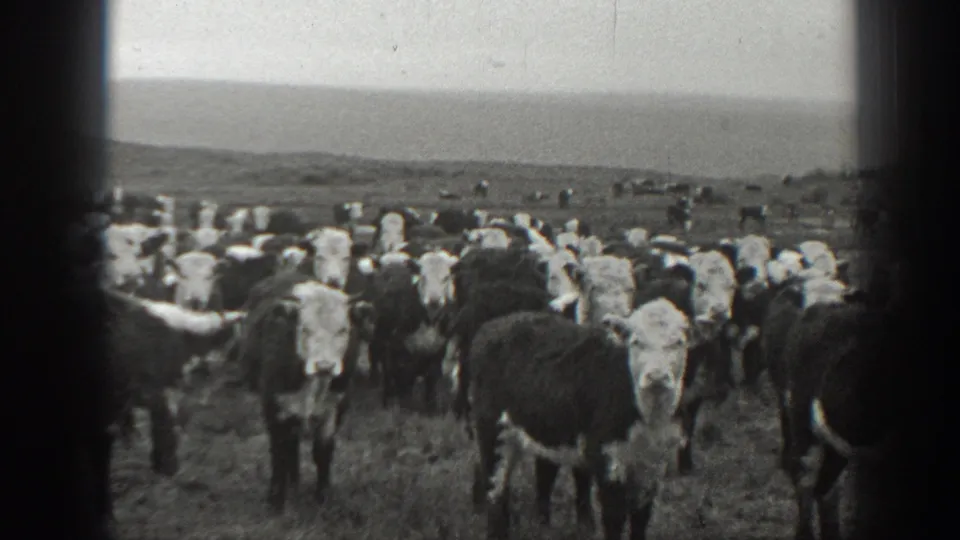 1939 Montana 8mm still showing cattle crowded near the camera in an open field, with distant rolling terrain and soft film grain.