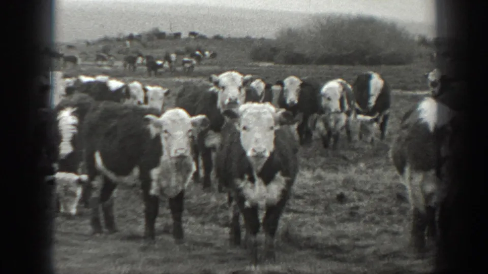 1939 Montana frame showing cattle near the lens, more animals across the field, and low brush or trees beyond the pasture.