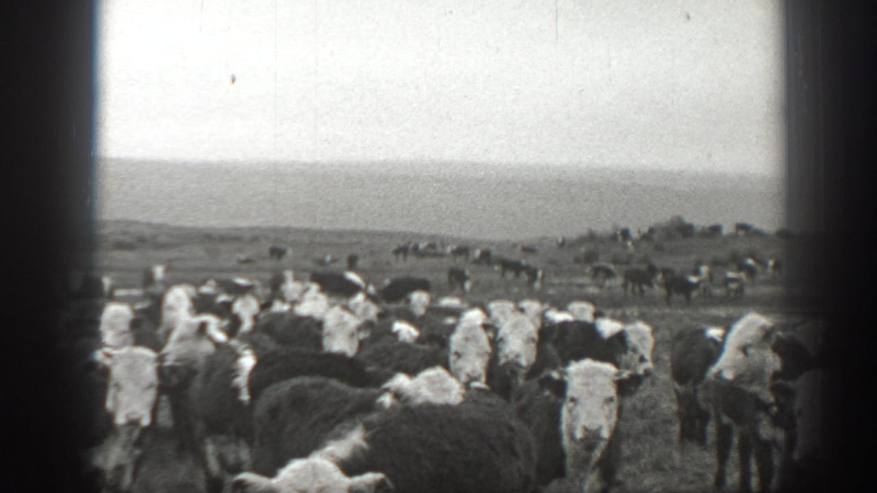 1939 Montana home-movie frame showing a dense Holstein cattle herd in pasture under a pale sky.