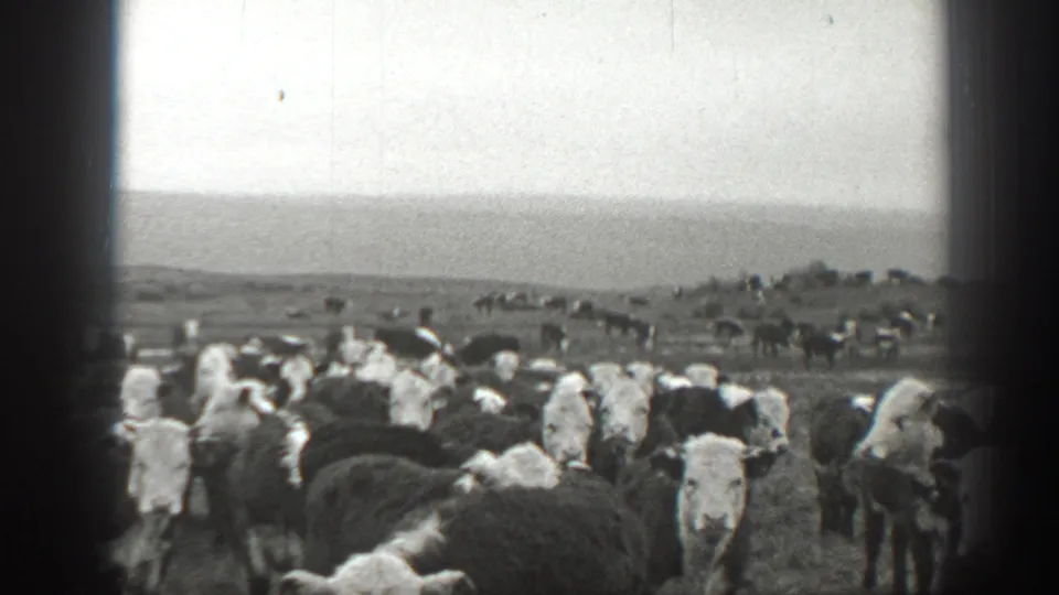 1939 Montana home-movie frame showing a dense Holstein cattle herd in pasture under a pale sky.