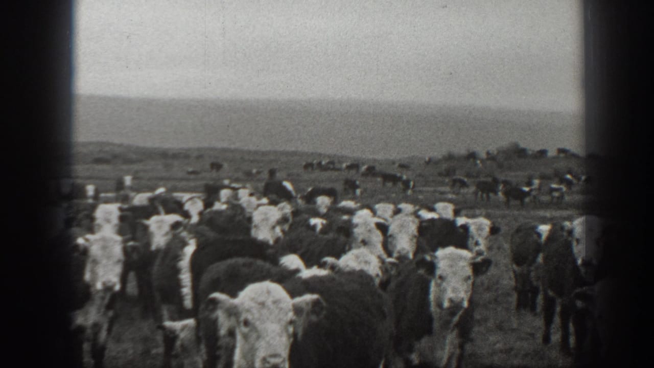 A large cattle herd fills the foreground, with more animals scattered across the field.