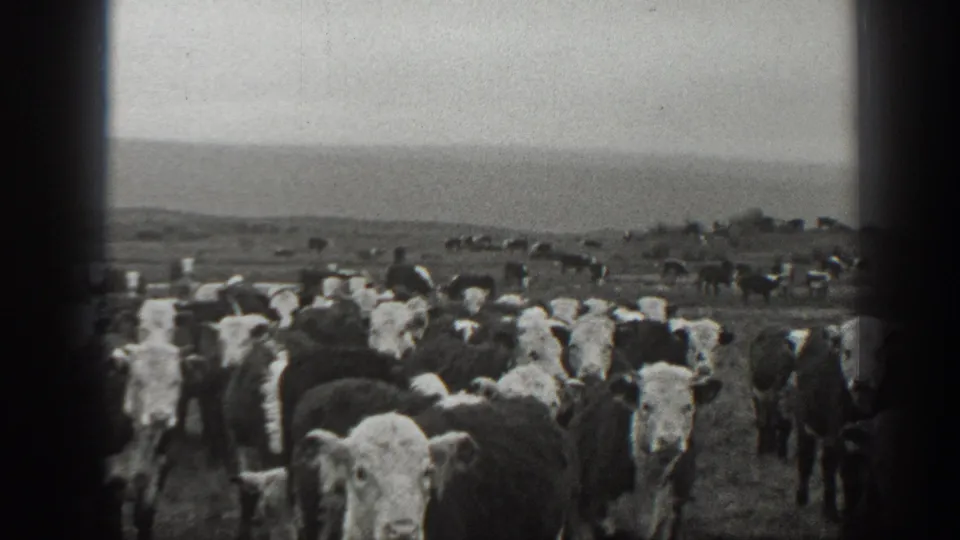 Black-and-white 8mm frame from Montana showing Holstein cattle clustered in front of low hills.