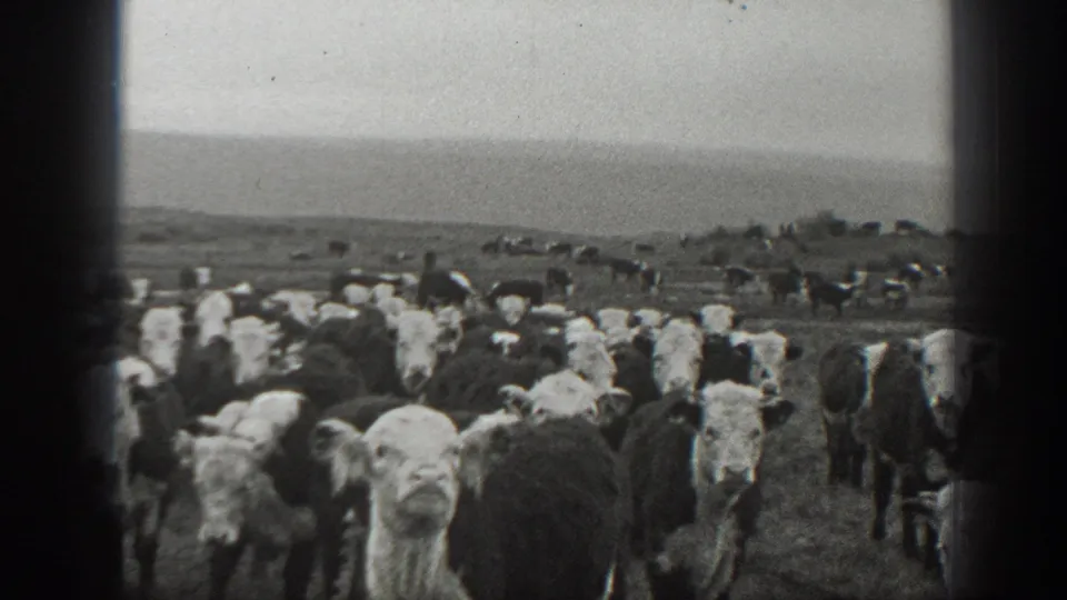 1939 Montana 8mm still with several Holstein cattle facing the camera in a crowded pasture scene.