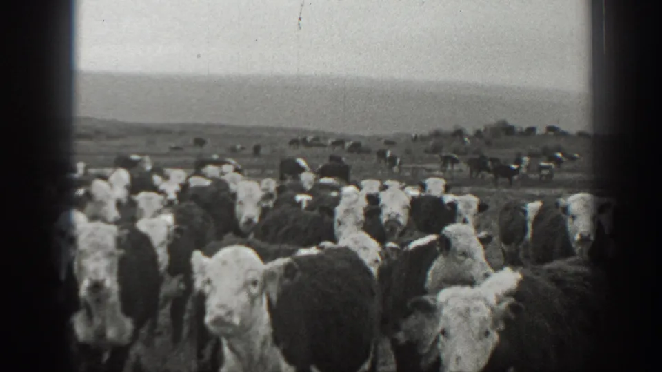 Black-and-white Montana home-movie frame showing close cattle in the foreground and open pasture beyond.