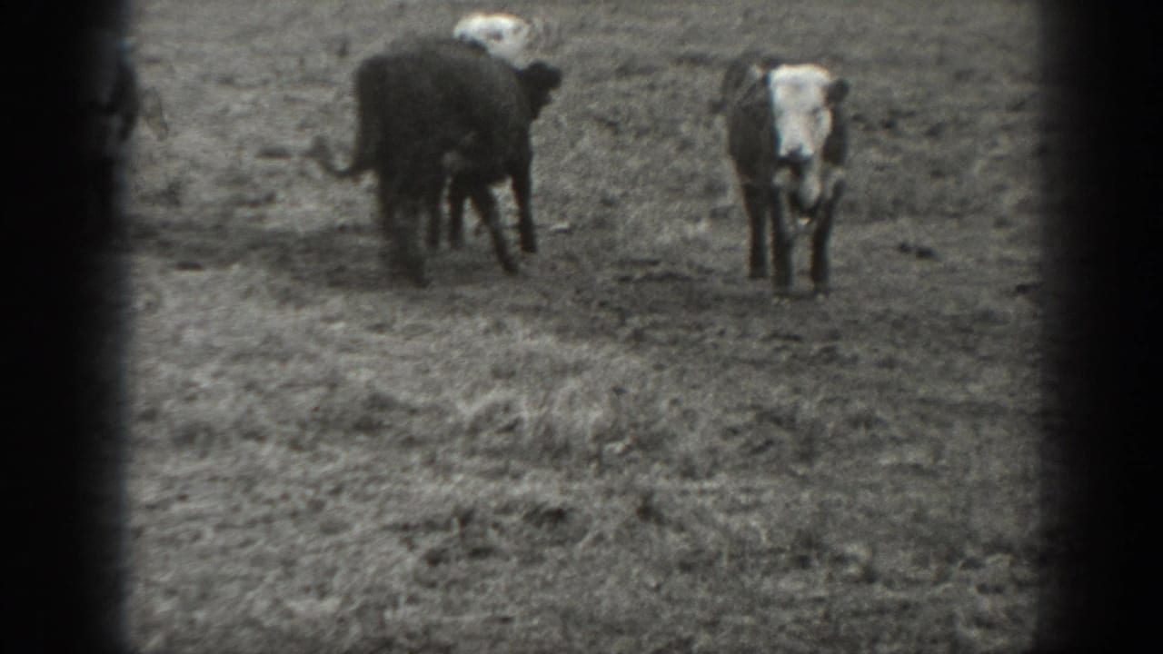1939 Montana 8mm frame showing young cattle spaced across a rough pasture in soft black-and-white focus.