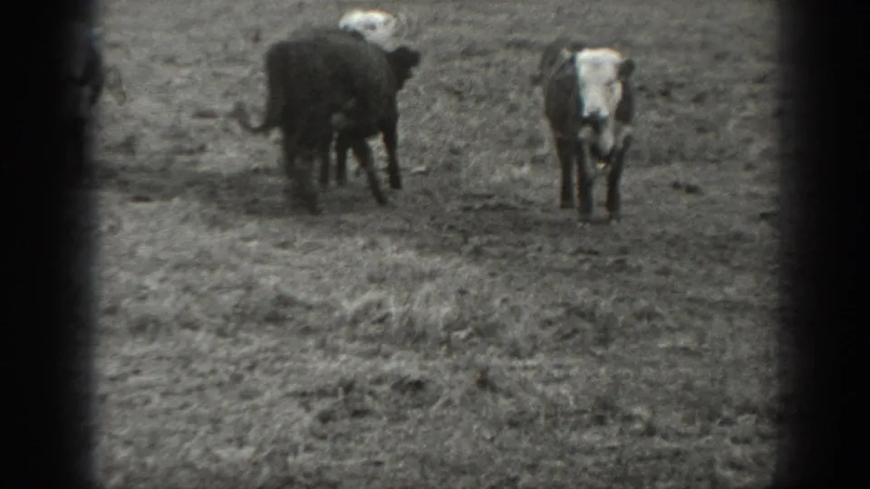 1939 Montana 8mm frame showing young cattle spaced across a rough pasture in soft black-and-white focus.