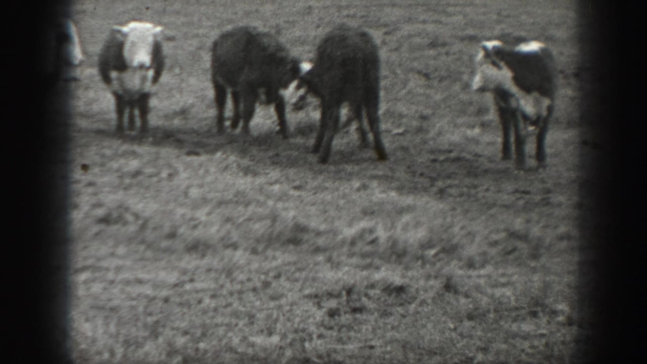 Young cattle gather in a field, with two animals nudging near the center.