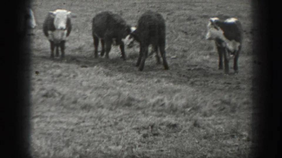 1939 Montana home-movie frame of young cattle in pasture, including a pair appearing to nudge or interact.