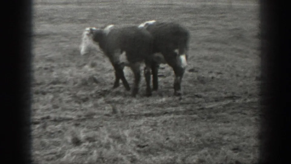 Black-and-white 8mm frame from Montana showing two young cattle close together in an open pasture.