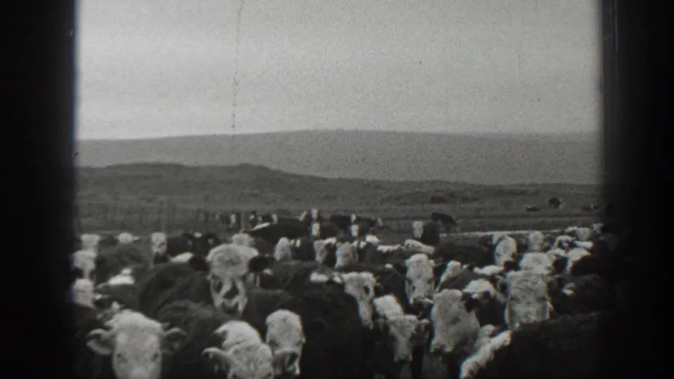1939 Montana 8mm frame showing a cattle herd in the foreground with open land and low hills beyond.