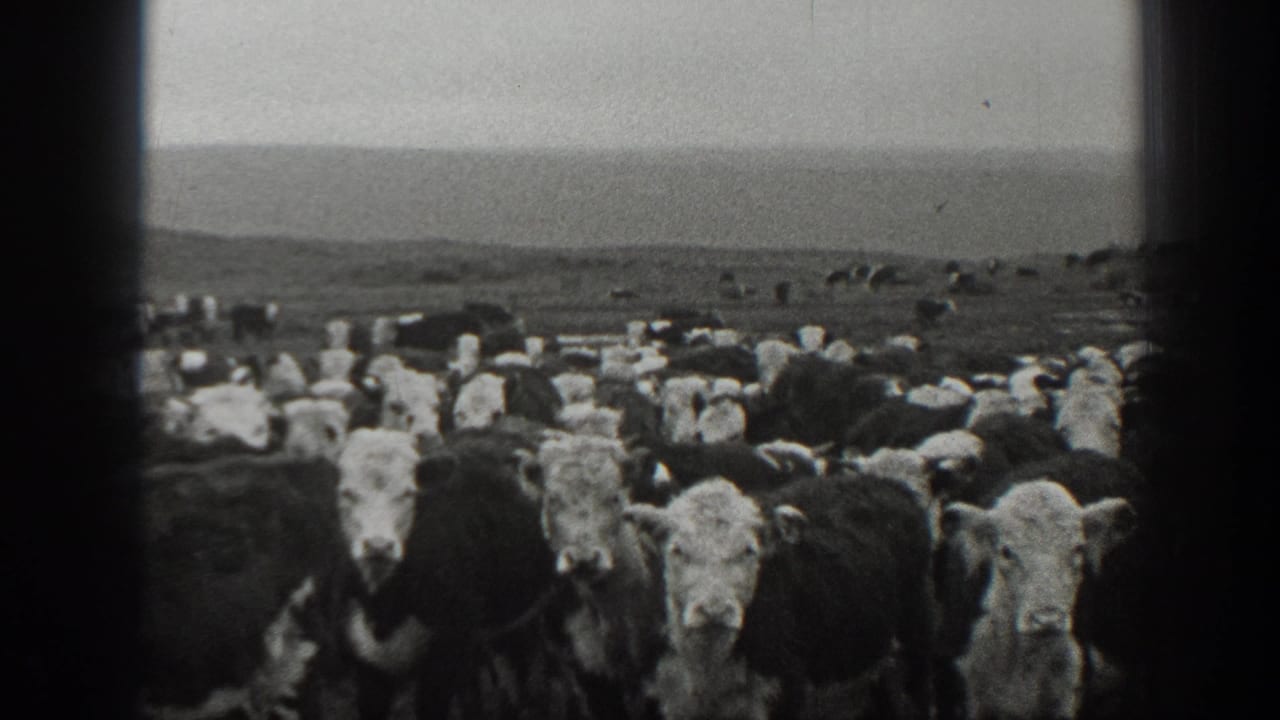 Black-and-white 1939 Montana 8mm frame showing a herd of white-faced cattle gathered in an open grassy field.