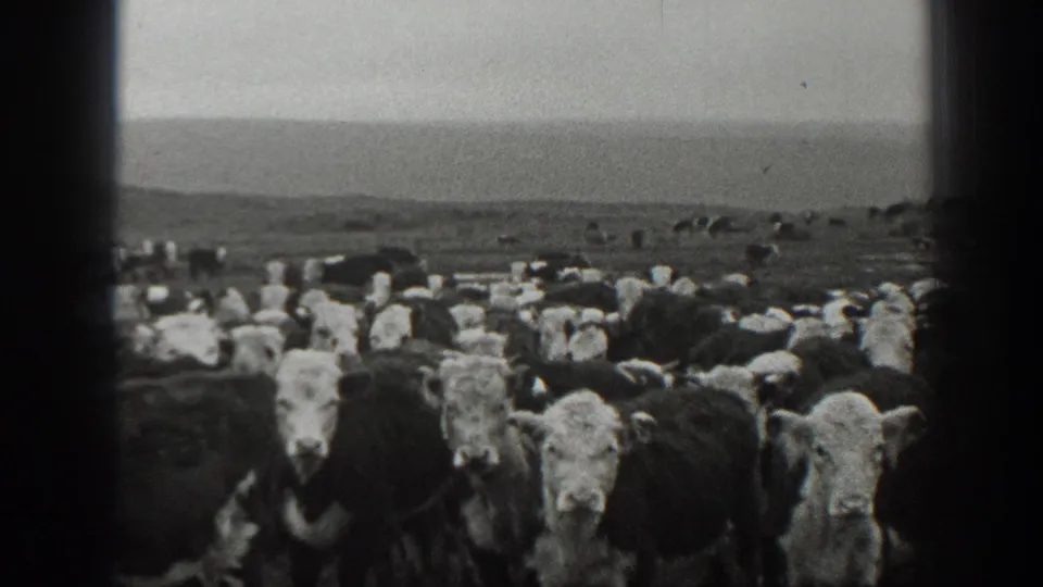 Black-and-white 1939 Montana 8mm frame showing a herd of white-faced cattle gathered in an open grassy field.
