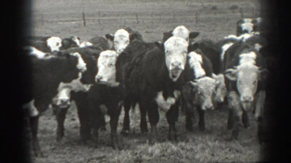 White-faced cattle stand clustered in a Montana pasture, with fencing and open ground visible behind them.