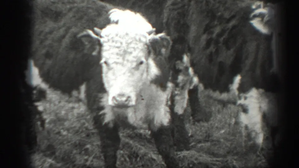 Close black-and-white 8mm view of a white-faced cow standing among other cattle in the Montana field.
