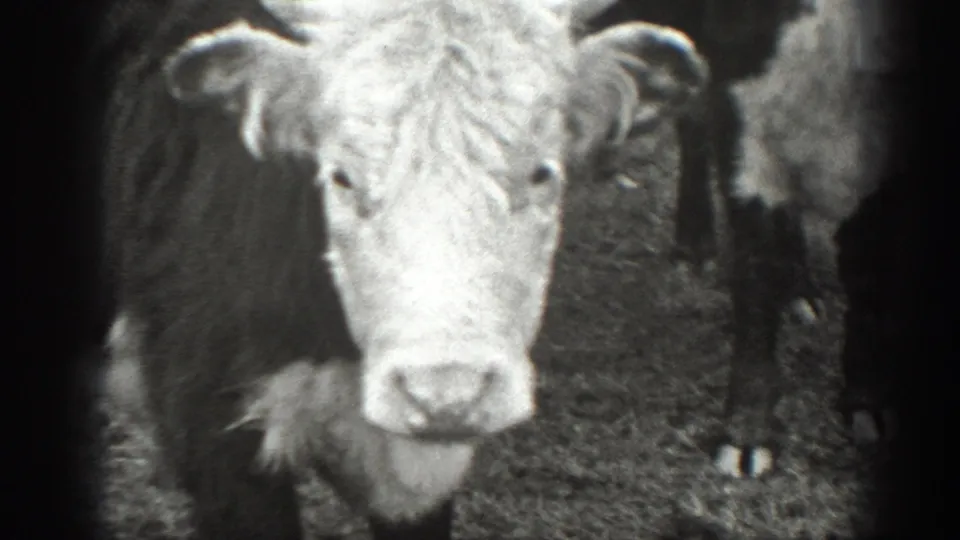 Close 1939 Montana home-movie frame of a cow facing the camera, with other cattle partly visible around it.