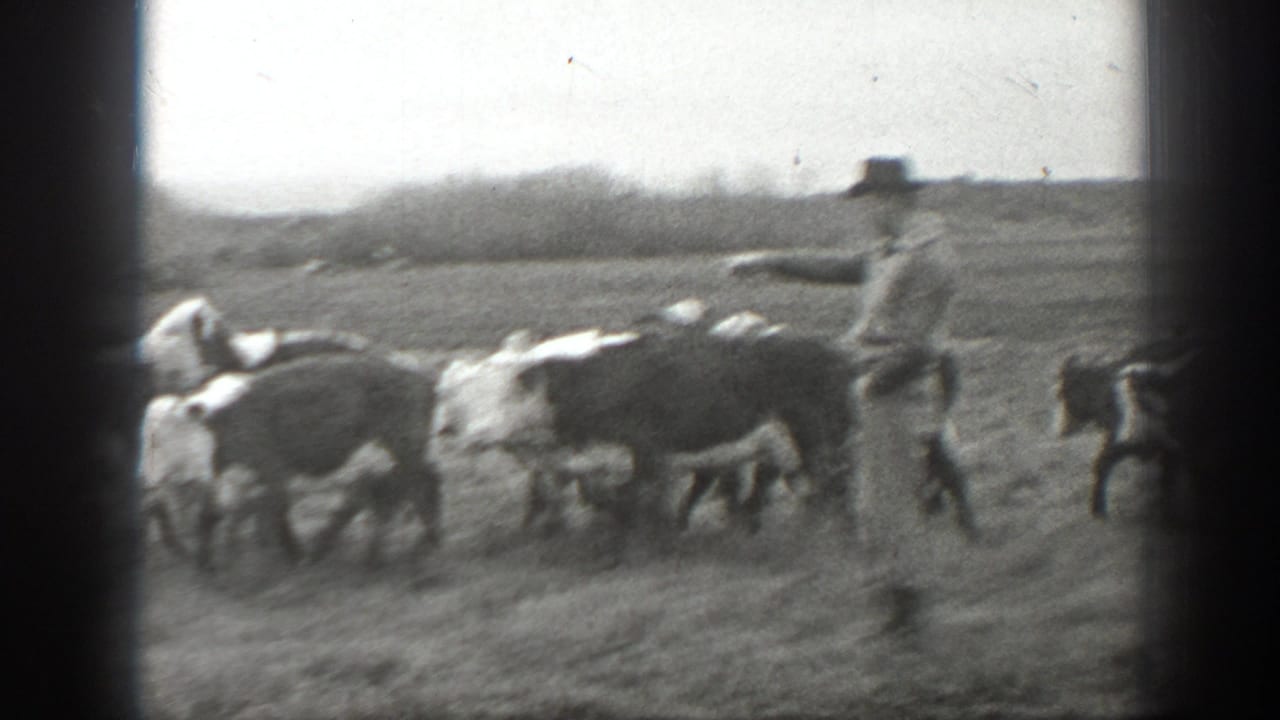 Man in a wide-brimmed hat walking beside cattle in an open field.