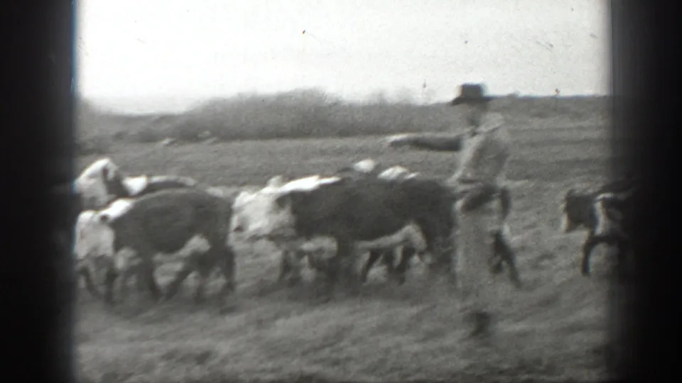 1939 Montana home-movie frame showing a man in work clothes guiding cattle across a grassy field.