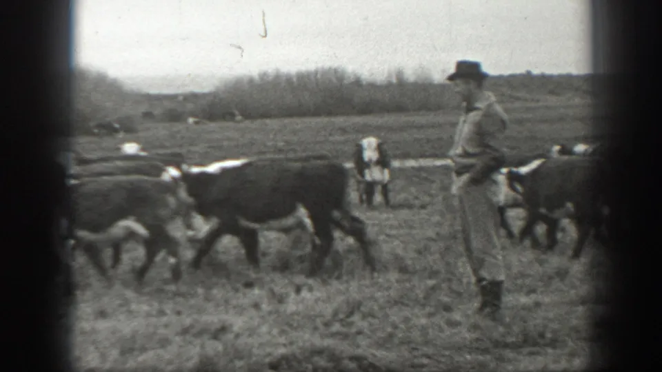 1939 Montana frame with a hat-wearing man watching or directing cattle in a rural field.