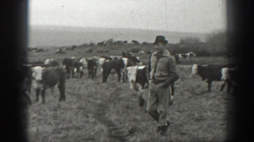1939 Montana home-movie still showing a man in ranch clothing with cattle dispersed across open pasture.