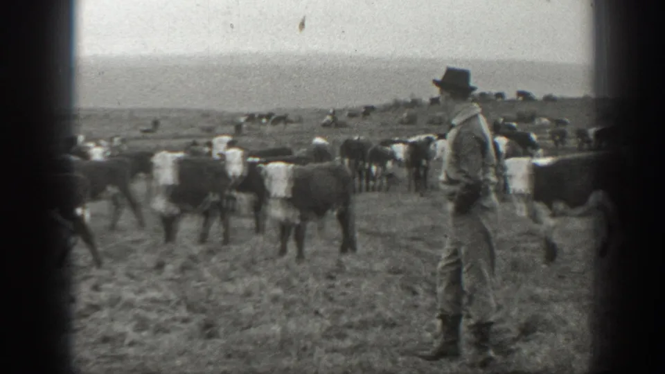 1939 Montana frame showing a man in profile near cattle on open ranch land with hills in the distance.